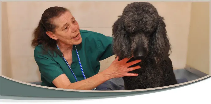 The Lodge at West Hills - Luxury Pet Boarding & Grooming - Image 1