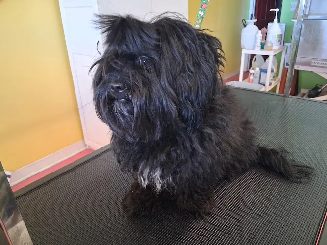 Snooty Patooties Dog Salon - Image 1