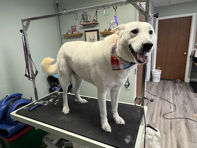 Wickedly Pawsh Grooming & Pet Services - Image 1