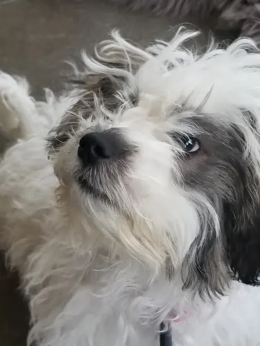 Pups & Such - Image 1