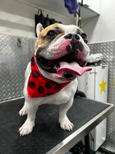 Mobile Dog Grooming Pinecrest - Image 1