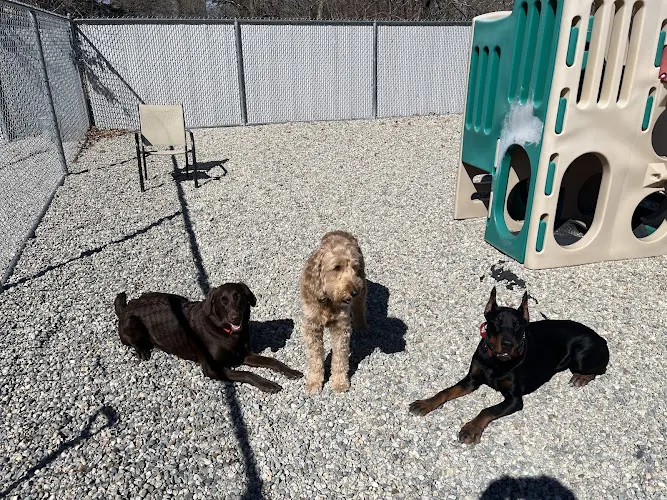 Dogfellas Daycare and Day Spa - Image 1