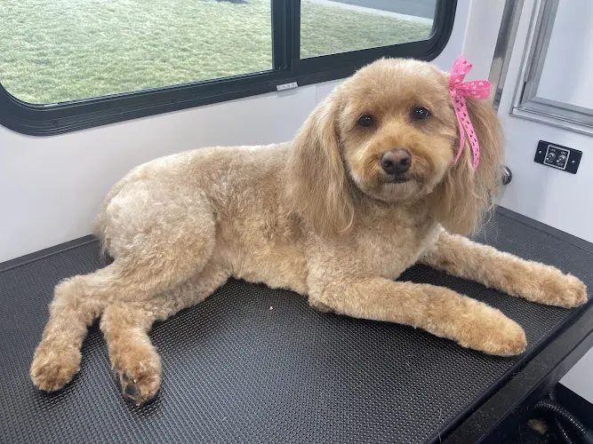 Fancy Furbabies Mobile Paw Spa LLC - Image 1