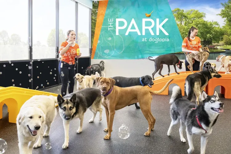 Dogtopia of Dallas - Inwood - Image 1