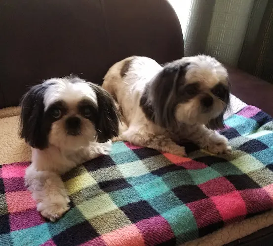 Noah's Ark Boarding & Grooming - Image 1