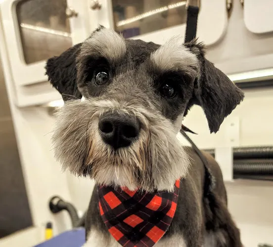 Unleashed Mobile Pet Grooming - Image 1