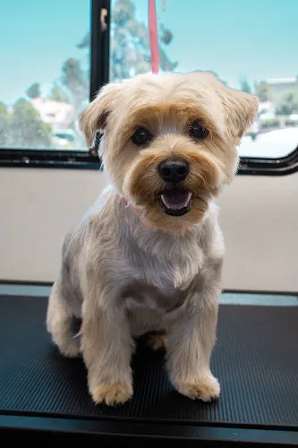 YoteCo Mobile Grooming - Image 1