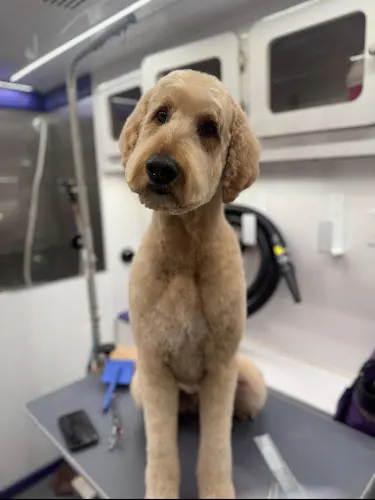 Tailored pup grooming - Image 1