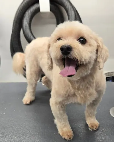 Classy Canines Mobile Grooming - Image 1