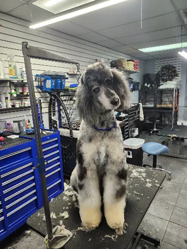 Wagmore Pet Grooming - Image 1