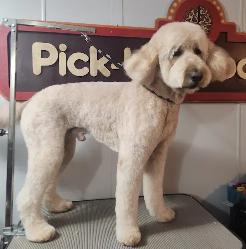 Shears Of Joy Dog Grooming - Image 1