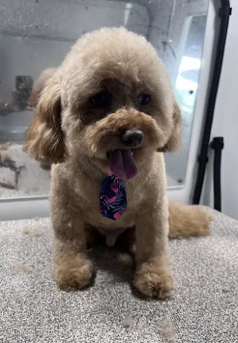 Furry Land Mobile Pet Grooming Miami - Image 1