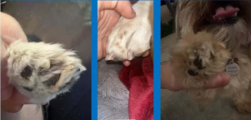 ManiPaw Mobile Doggy Spa - Image 1
