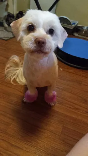 Carolyns Mutt Cutts - Image 1