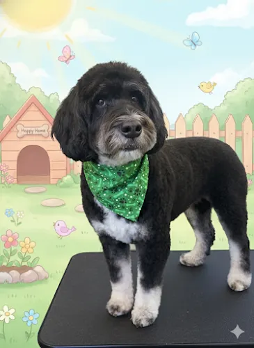 The LaundroMutt Mobile Grooming - Image 1