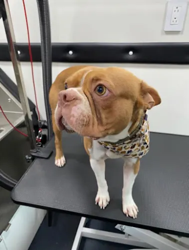 North Miami Mobile Dog Grooming - Image 1