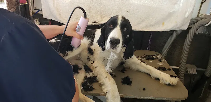 Dog's Best Friend Mobile Grooming - Image 1