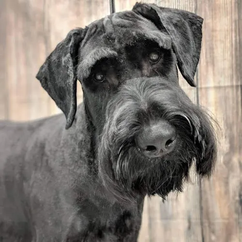 Dapper Dog Mobile Grooming Salon - Image 1