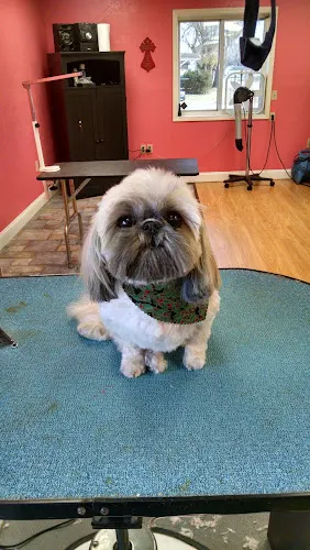 Michelle's Dog gone Grooming Salon - Image 1