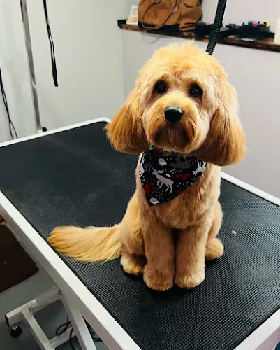 Perfect Touch Pet Salon LLC - Image 1