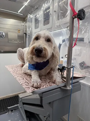 My Best Friend Mobile Pet Grooming - Image 1