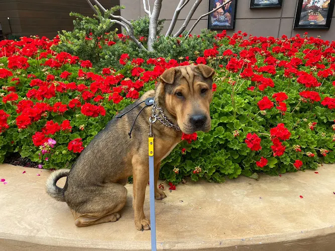 StressLess Dog Care LLC in Phoenix, AZ