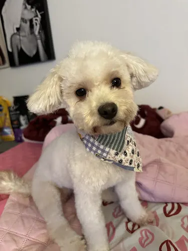 Pretty Pooches HTX - mobile groomer in Houston, TX