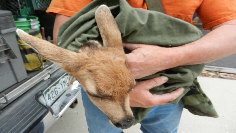 Alpine Wildlife Control LLC - Image 1