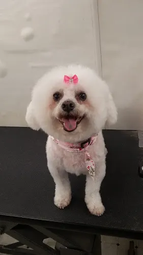 Paw Envy Mobile Dog Grooming - Image 1
