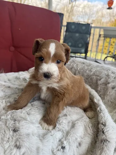Furever Friends Miniature Schnauzers of TN - Image 1