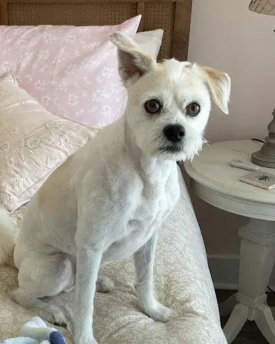 Woof Gang Bakery & Grooming Moncks Corner - Image 1