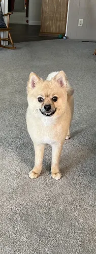 Marilyn's Mobile Pet Spaw - Image 1