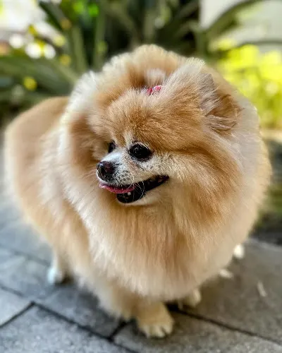 MoPetCo -The Mobile Pet Grooming Company - Image 1