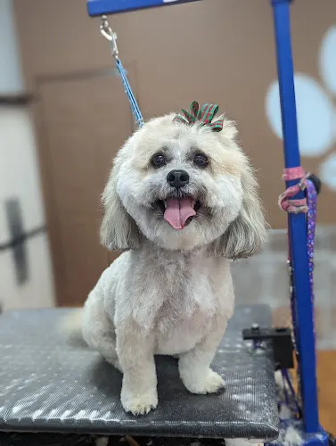 Pawsitively Pampered Pooch - Image 1