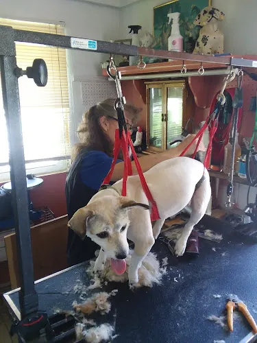 JD's Dog Grooming - Image 1