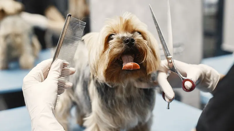 Petsrkidstoo Mobile Dog Grooming - Image 1