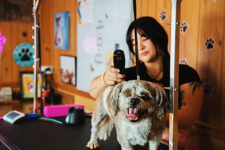 Mystic Mutts Dog Grooming - Image 1