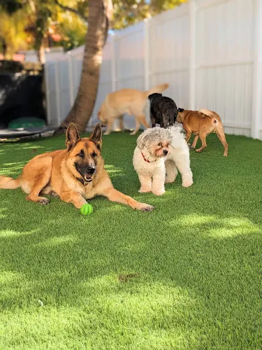 Milo's Daycare & Boarding - Image 1