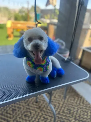Captain Leash Mobile Dog Grooming & Sitter - Image 1