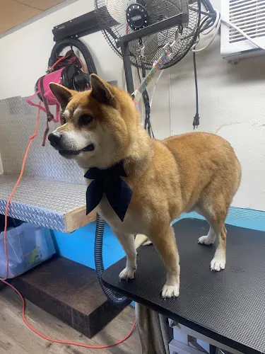 Posh Paws Mobile Grooming - Image 1