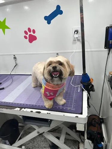 Spawcial Mobile Pet Grooming - Image 1