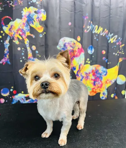 Barking Bubbles Mobile Pet Spa LLC in Guyton, GA