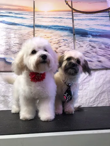 pet pampering on wheels - Image 1