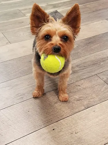 Yappy Campers Pet Salon, Boutique, and Doggie Daycare - Image 1