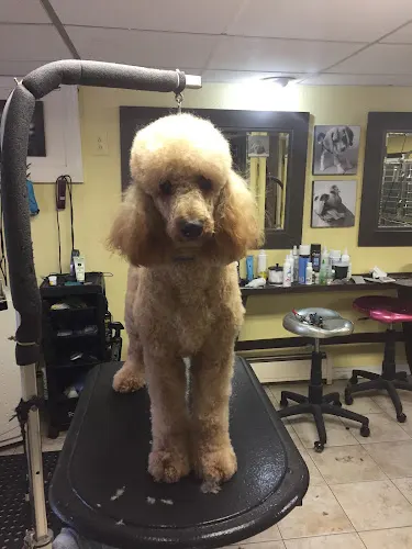 PAWS About LLC - Image 1
