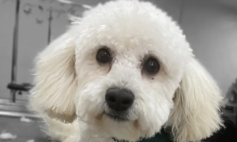Boney & Claude's Pooch Salon - Image 1