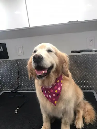 Dogi's Mobile Pet Grooming - Image 1