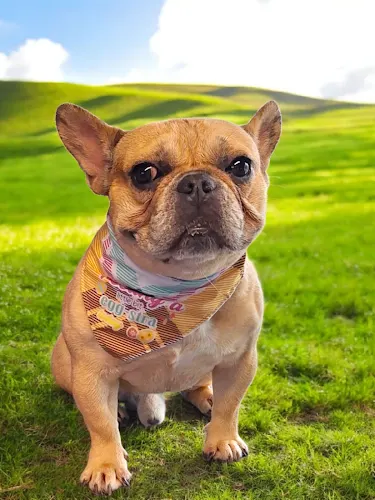 Pink Poochies,Llc: Mobile Dog Groomers Pearland & Friendswood - Image 1