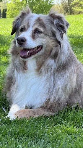 Grooming By Katrina in Oconomowoc, WI