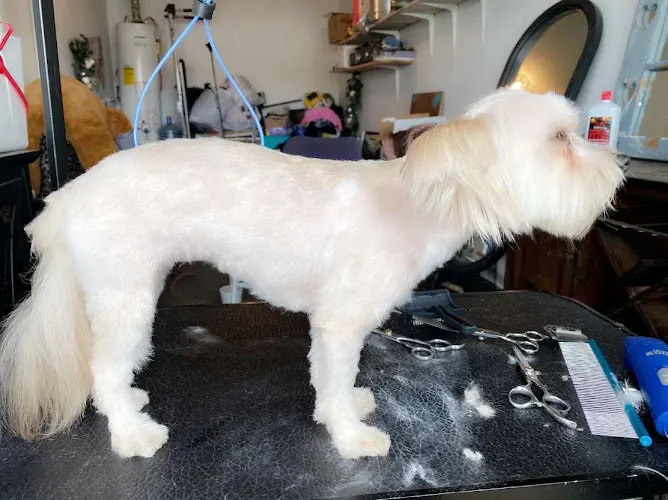 Preston Paws in Houston, TX